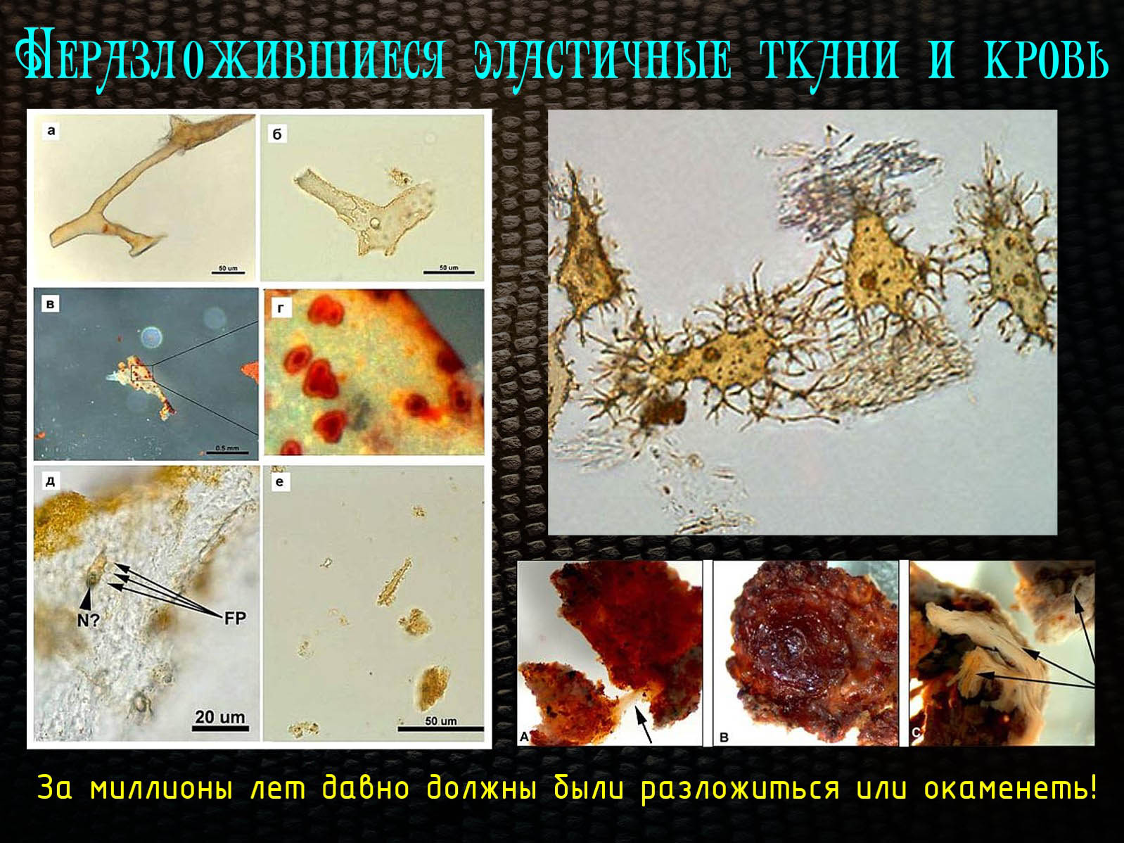 Динозавры — друзья креационистов