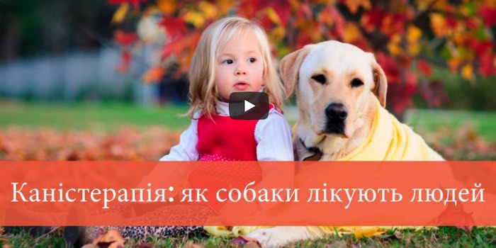 Каністерапія: як собаки лікують людей